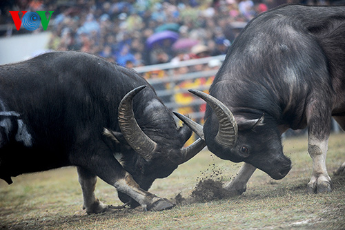 คึกคัดเทศกาลแข่งกระบือครั้งแรกในกรุงฮานอย